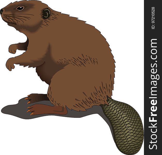 Beaver, Fauna, Mammal, Terrestrial Animal