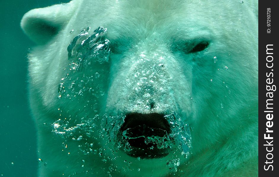 Bear, Polar Bear, Mammal, Water