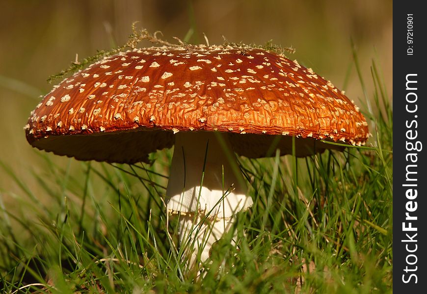 Mushroom, Agaric, Fungus, Edible Mushroom