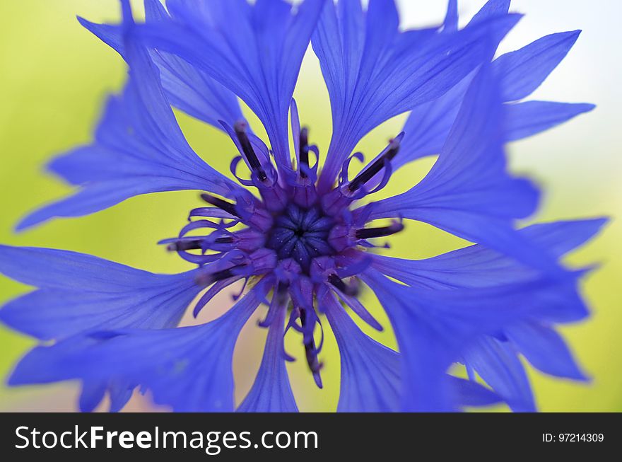 Flower, Blue, Flora, Purple