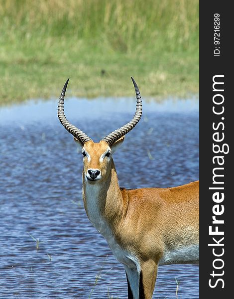 Wildlife, Fauna, Antelope, Horn