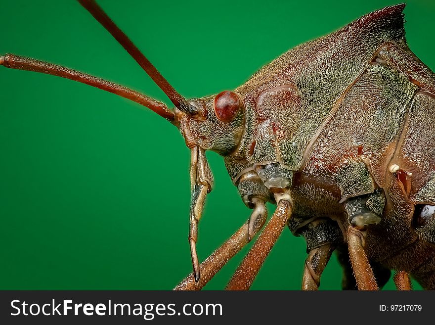 Insect, Close Up, Invertebrate, Organism