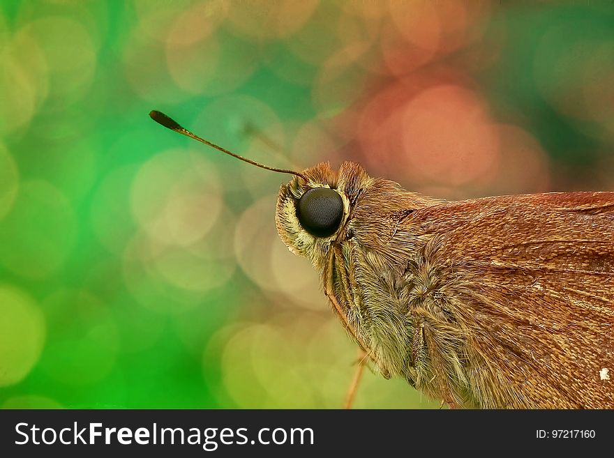 Insect, Invertebrate, Macro Photography, Fauna