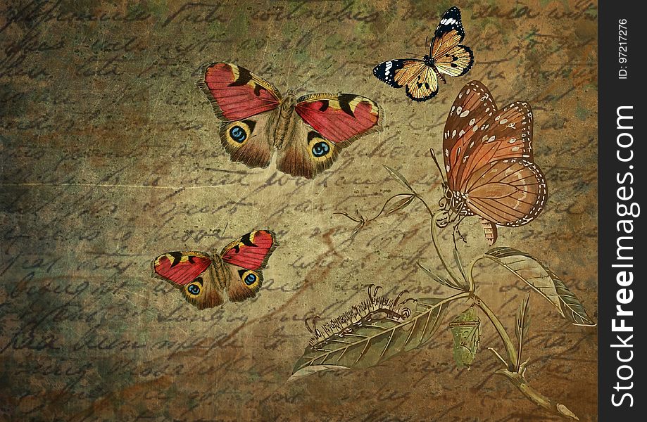 Butterfly, Moths And Butterflies, Fauna, Invertebrate