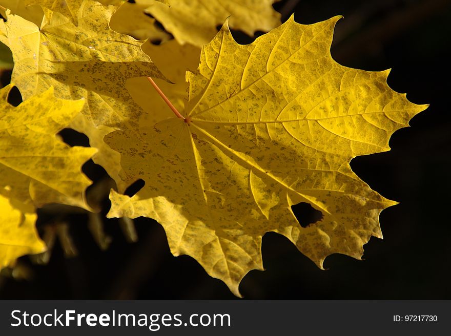 Maple Leaf, Leaf, Yellow, Autumn