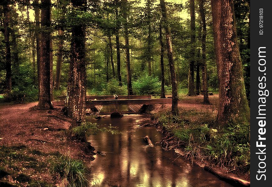 Nature, Woodland, Forest, Reflection