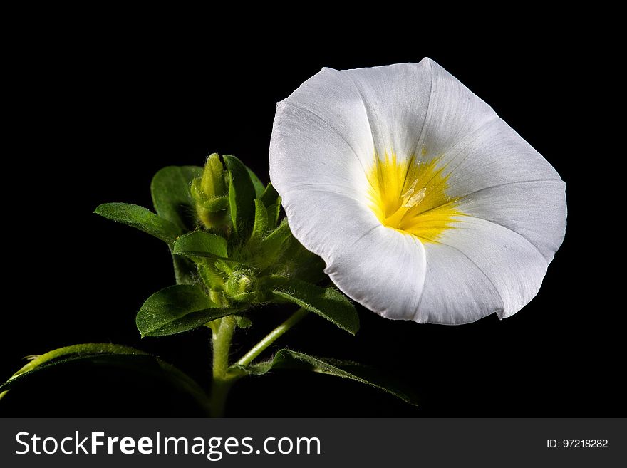 Flower, Yellow, Flora, Plant