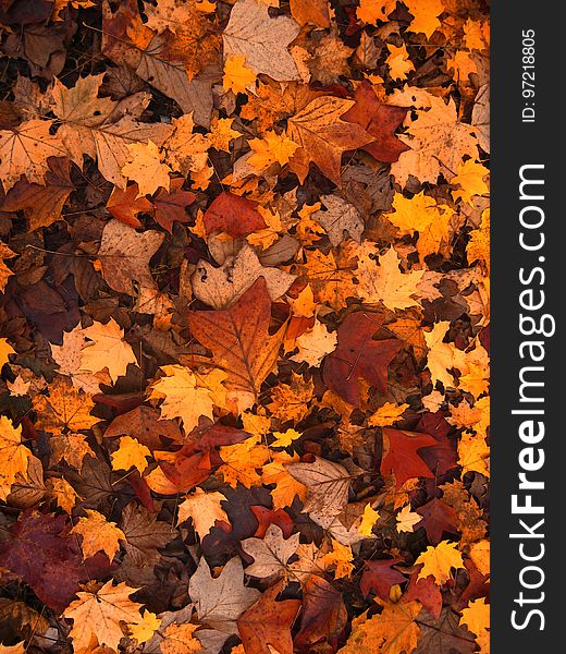 Leaf, Autumn, Maple Leaf, Deciduous