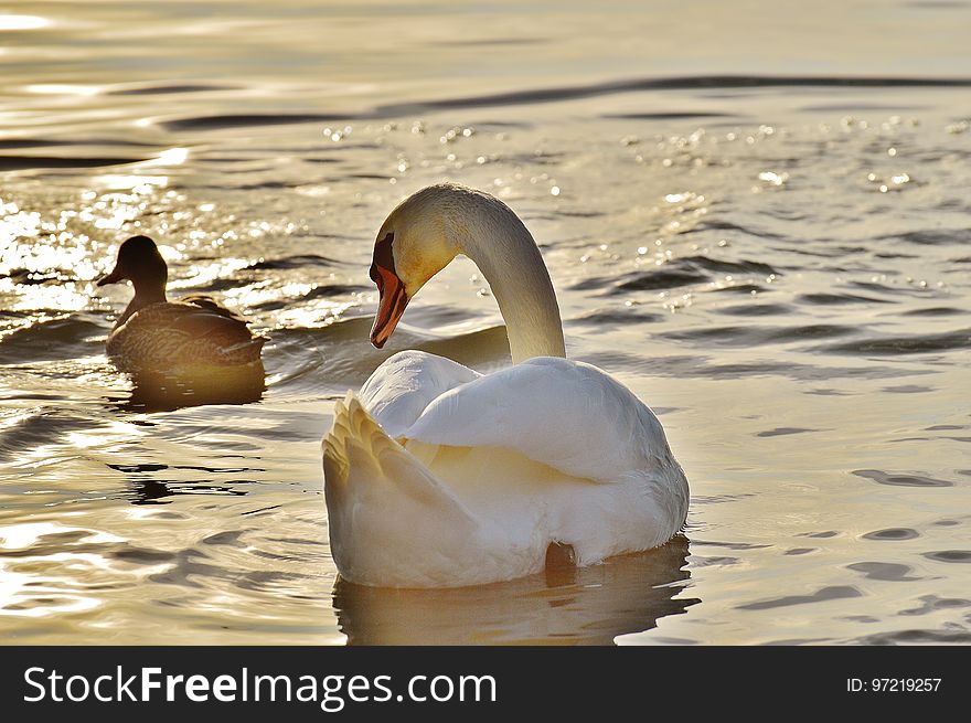 Bird, Water Bird, Water, Duck