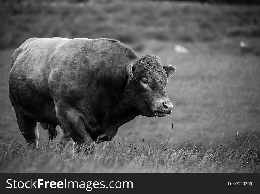 Cattle Like Mammal, Black, Black And White, Bull