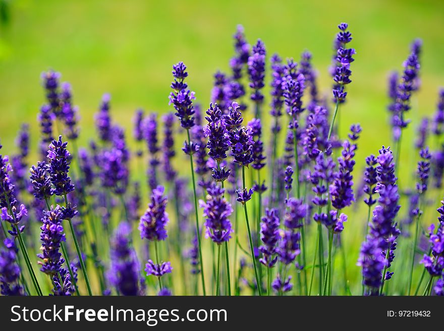 English Lavender, Lavender, Flower, French Lavender