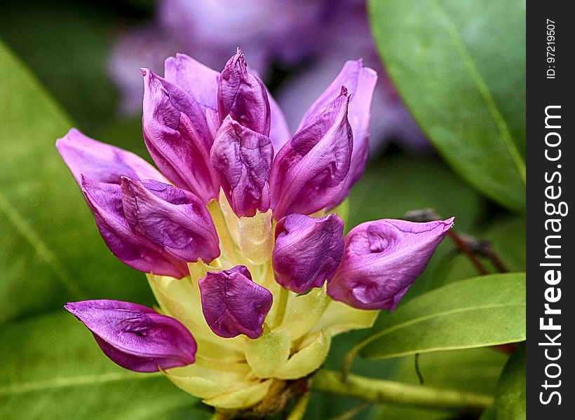 Flower, Plant, Flora, Purple