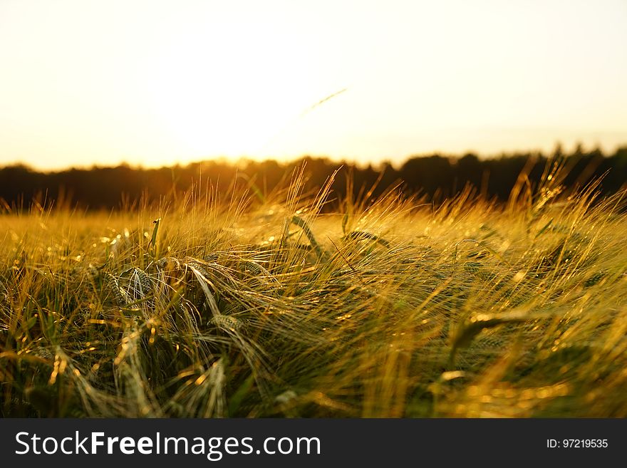 Sky, Field, Grass, Ecosystem