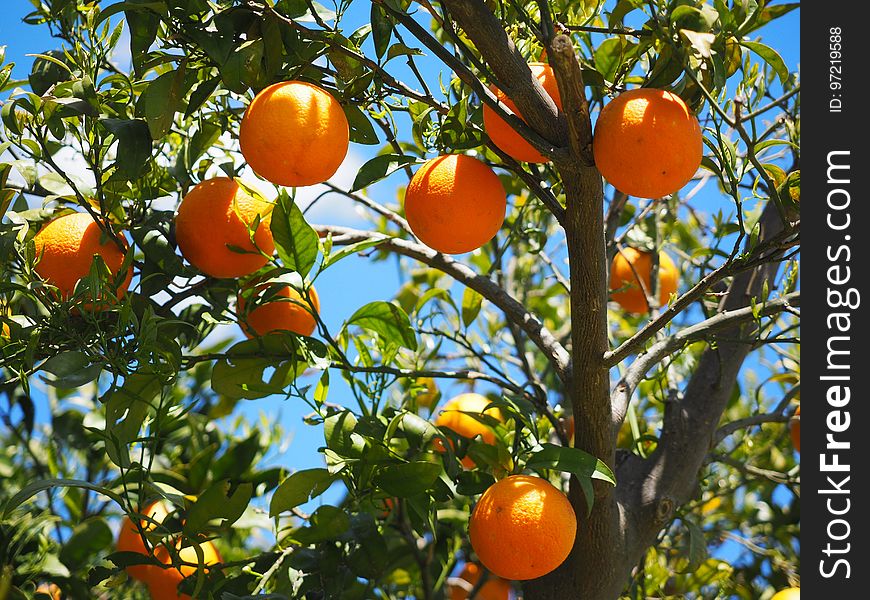 Citrus, Fruit, Fruit Tree, Tangerine