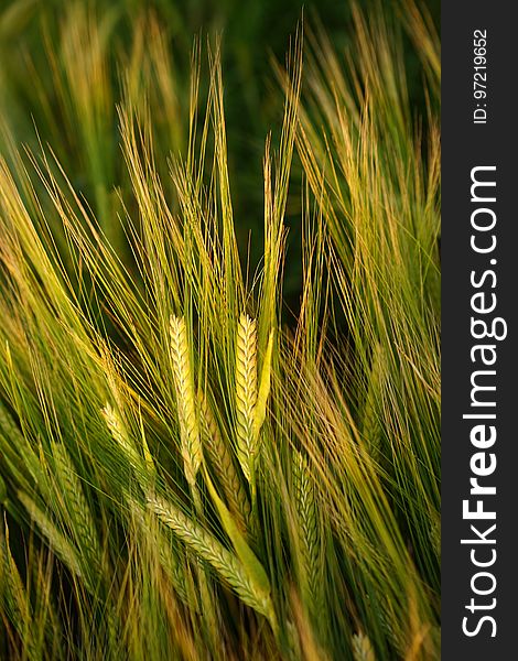 Food Grain, Barley, Grass Family, Rye