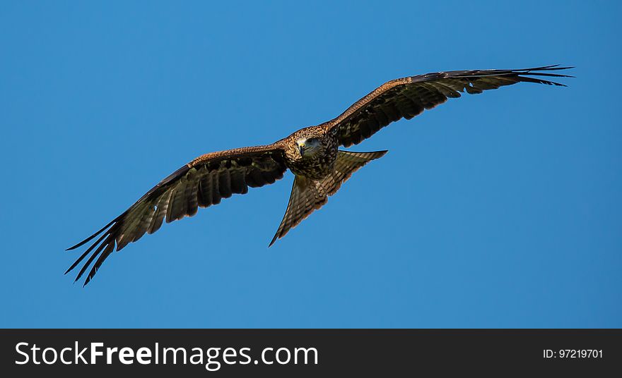 Accipitriformes, Bird, Eagle, Sky