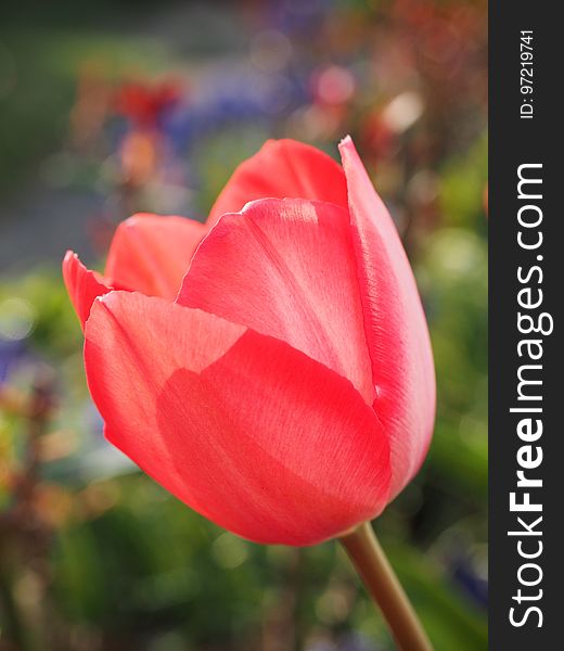 Flower, Red, Tulip, Plant