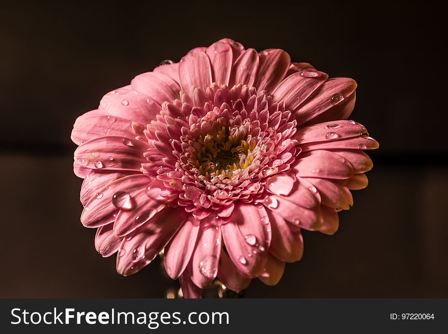 Flower, Pink, Gerbera, Flowering Plant