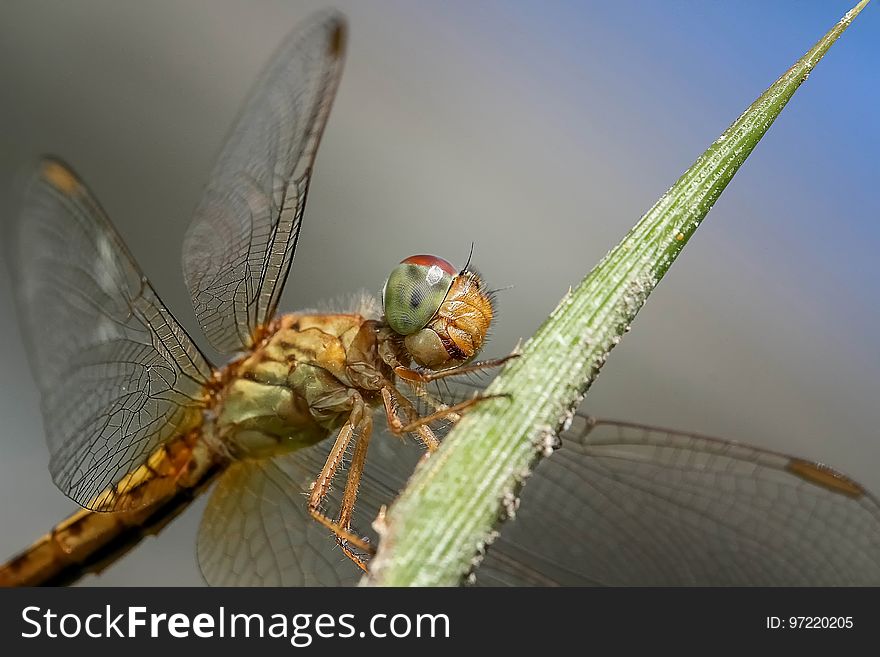 Insect, Dragonfly, Invertebrate, Dragonflies And Damseflies