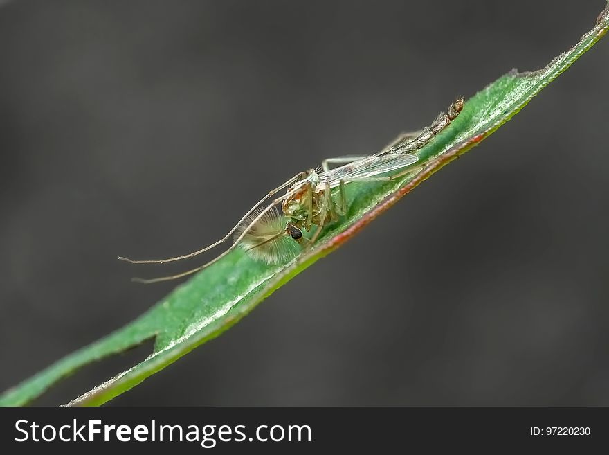 Insect, Leaf, Water, Larva