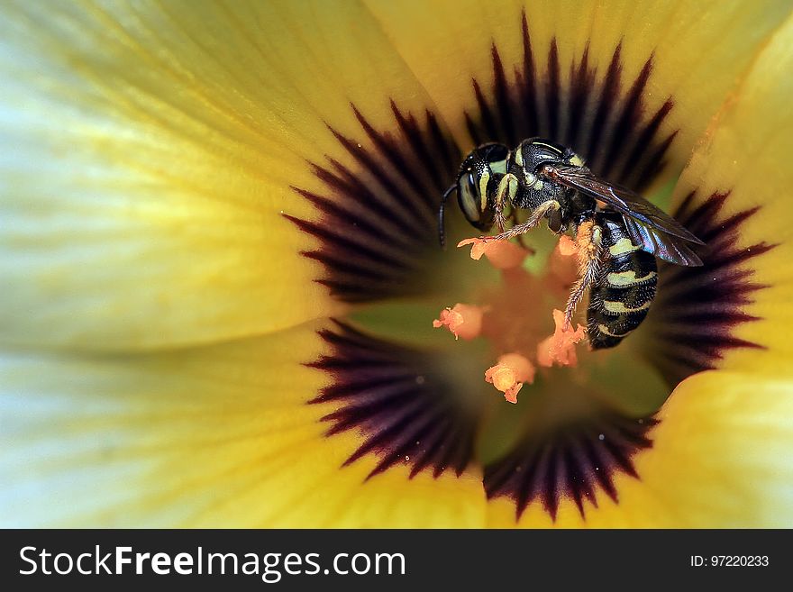 Bee, Yellow, Honey Bee, Pollen