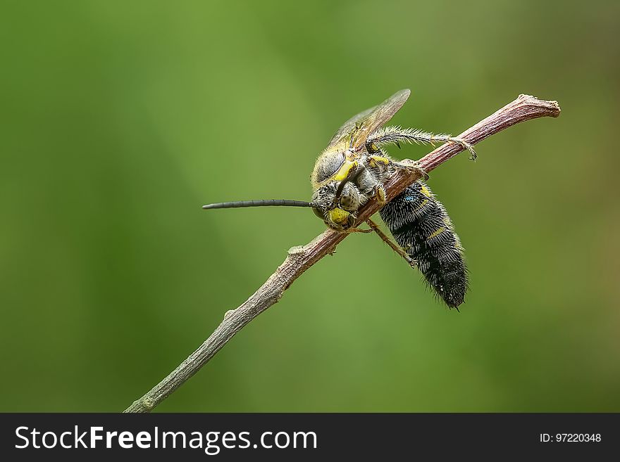 Insect, Dragonfly, Pest, Invertebrate