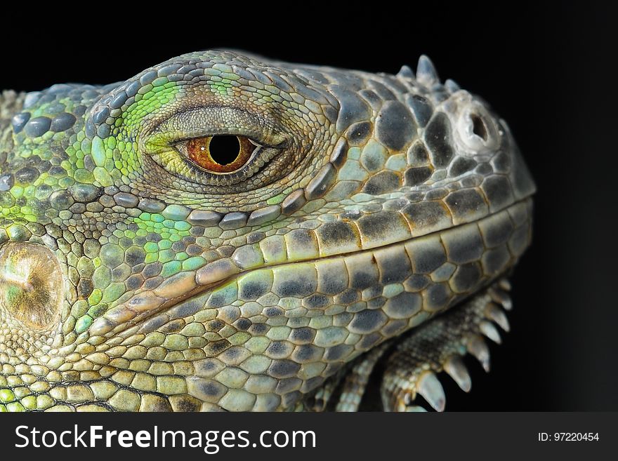Reptile, Iguana, Scaled Reptile, Fauna