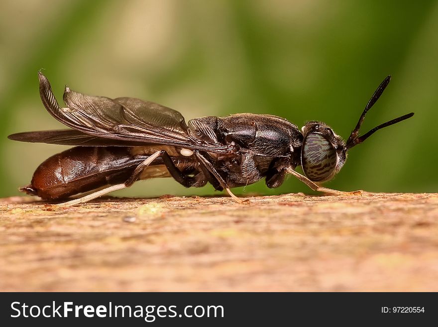 Insect, Pest, Invertebrate, Membrane Winged Insect