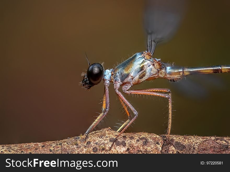 Insect, Dragonfly, Invertebrate, Damselfly