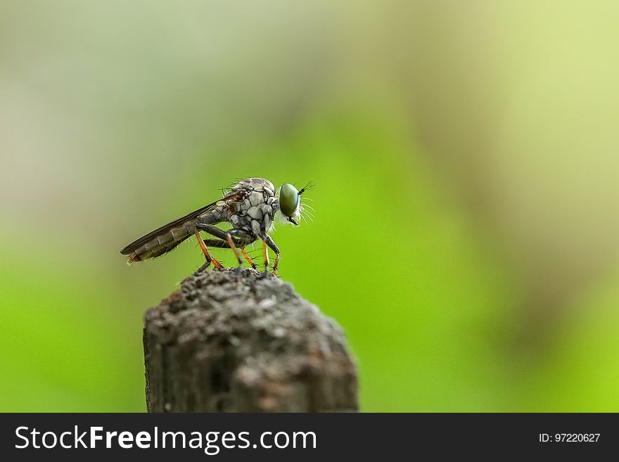 Insect, Fauna, Fly, Wildlife