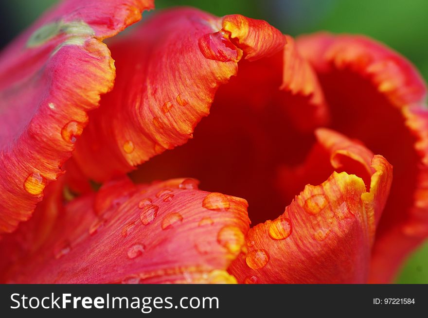 Flower, Orange, Close Up, Petal