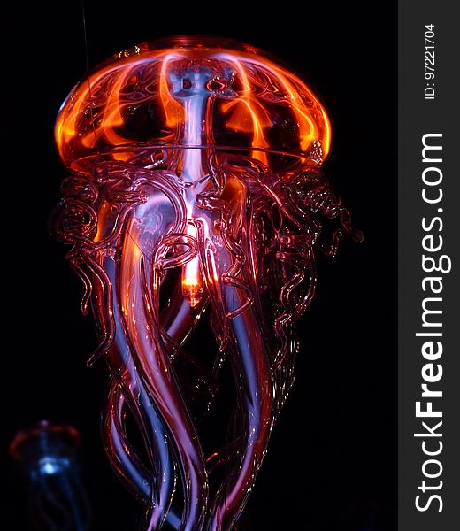 Jellyfish, Organism, Special Effects, Cnidaria