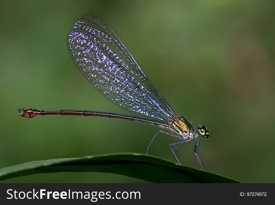 Damselfly, Insect, Dragonfly, Dragonflies And Damseflies