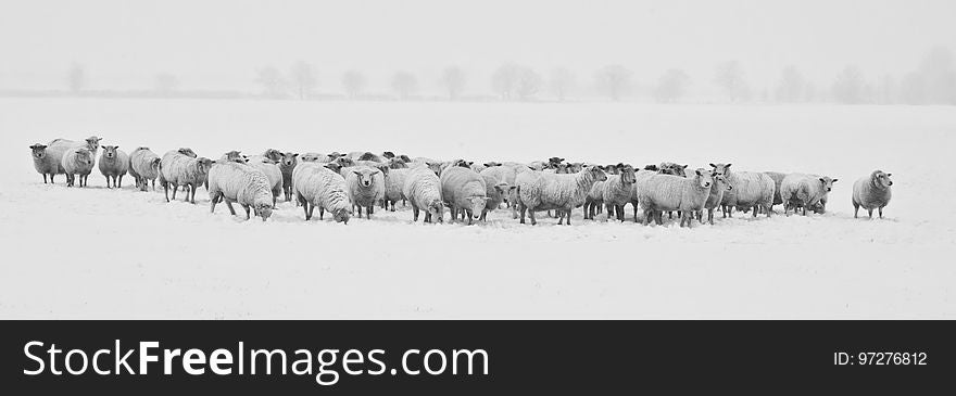 Herd, Black And White, Monochrome Photography, Animal Migration