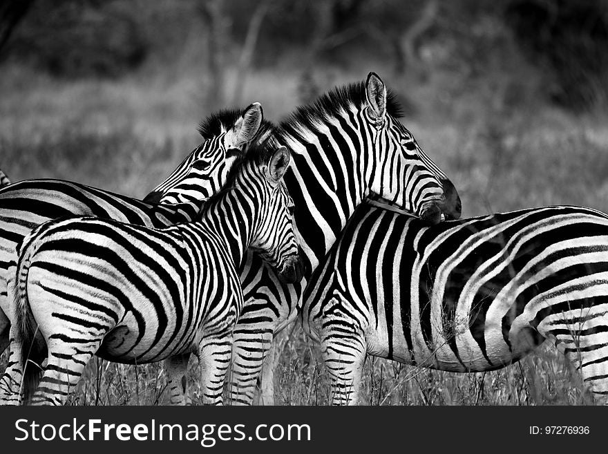 Wildlife, Zebra, Black And White, Black