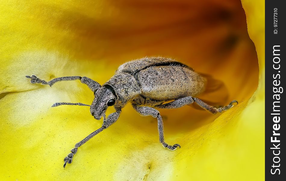 Insect, Invertebrate, Fauna, Beetle