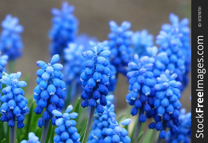 Blue, Flower, Plant, Hyacinth