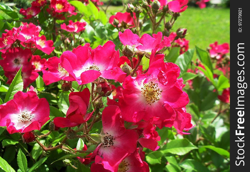 Rosa rubiginosa bush grass in background.