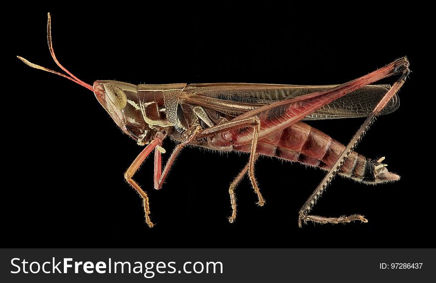 Insect, Invertebrate, Locust, Fauna
