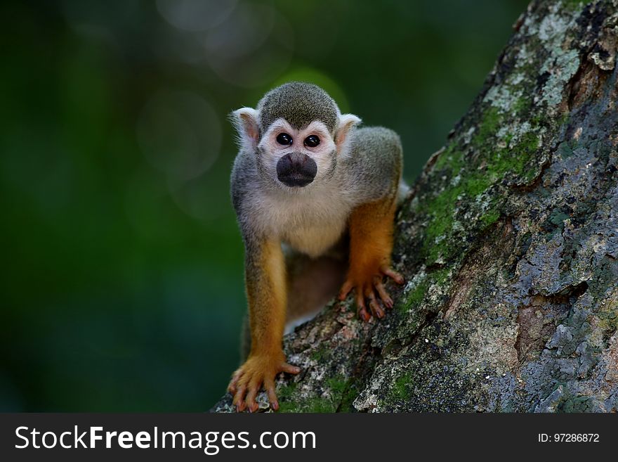Squirrel Monkey, Fauna, Mammal, New World Monkey