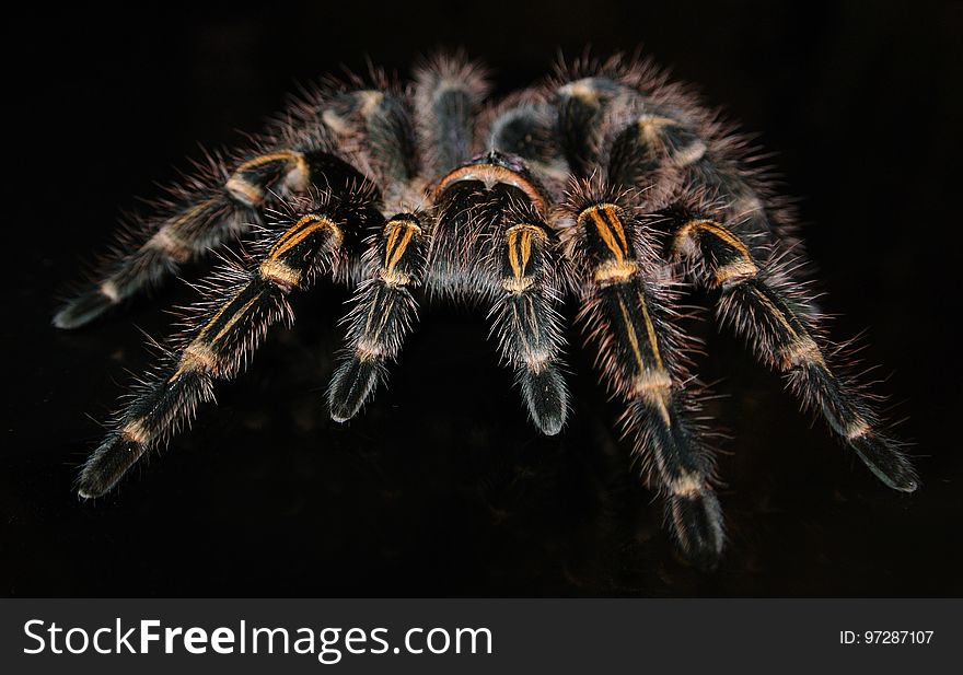 Tarantula, Invertebrate, Arthropod, Insect