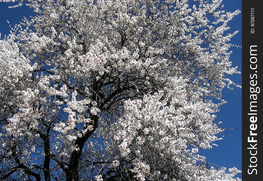 Blue, Sky, Blossom, Tree
