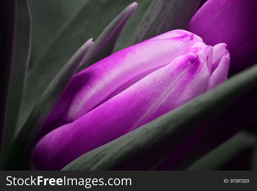 Flower, Purple, Violet, Close Up