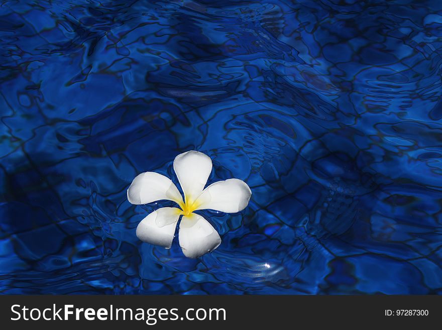 Blue, Water, Flower, Petal