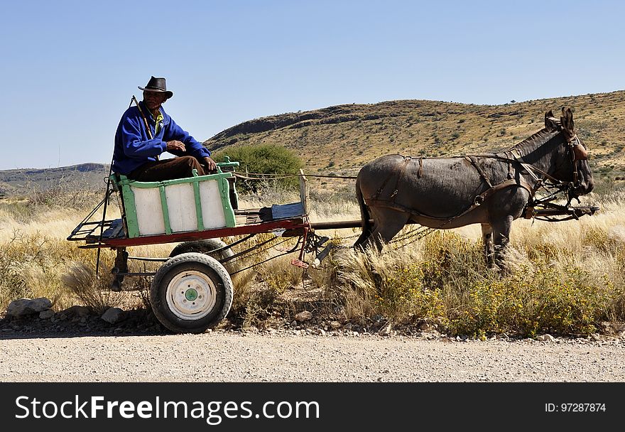 Mode Of Transport, Cart, Pack Animal, Chariot