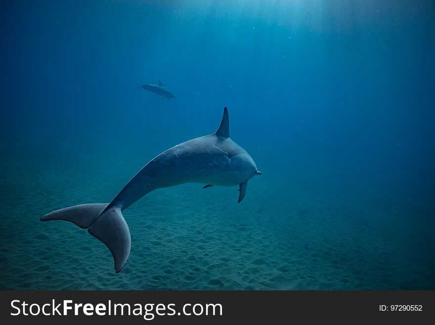 Two spinner dolphins underwater in deep blue ocean swimming over sandy bottom. Two spinner dolphins underwater in deep blue ocean swimming over sandy bottom