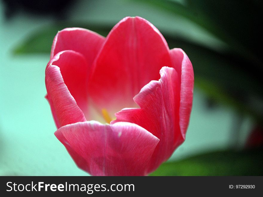 Flower, Tulip, Flowering Plant, Petal