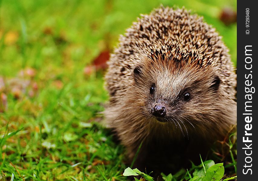 Hedgehog, Erinaceidae, Domesticated Hedgehog, Fauna