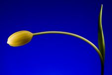 Yellow Hanging Tulip Royalty Free Stock Photo Yellow Hanging Tulip Royalty Free Stock Photo