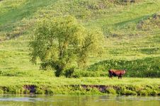 Rural Landscape With A Grazing Cow Royalty Free Stock Photography